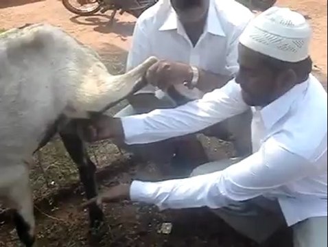 doodh dena wala bakra