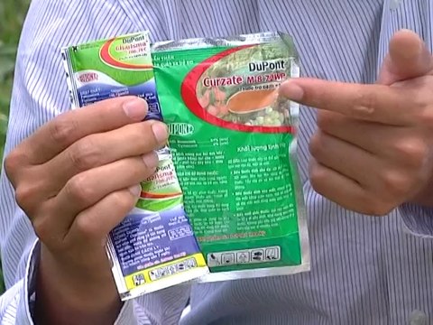 Kỹ thuật phát hiện và phòng trị một số sâu bệnh hại cây dưa bao tử- Nghề nông