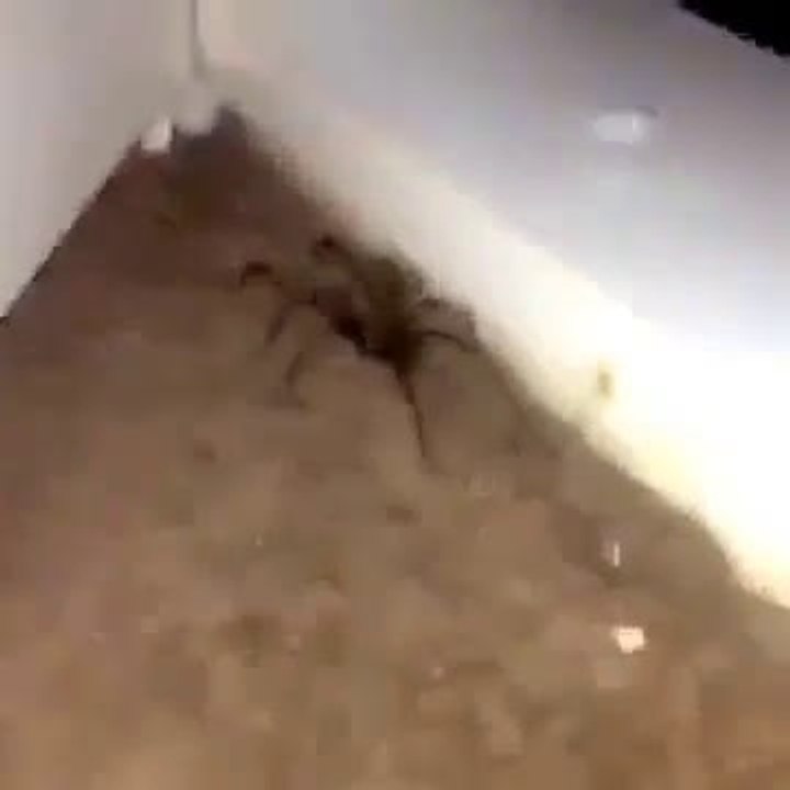 Ce mec flippe devant une énorme araignée !