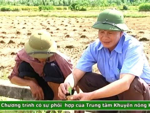Kỹ thuật trồng và chăm sóc ngô theo phương pháp làm đất tối thiểu- Nghề nông
