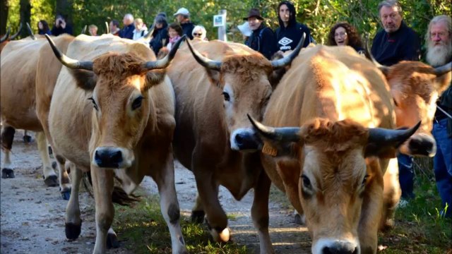 Au cul des vaches de Stéphanie Muzard