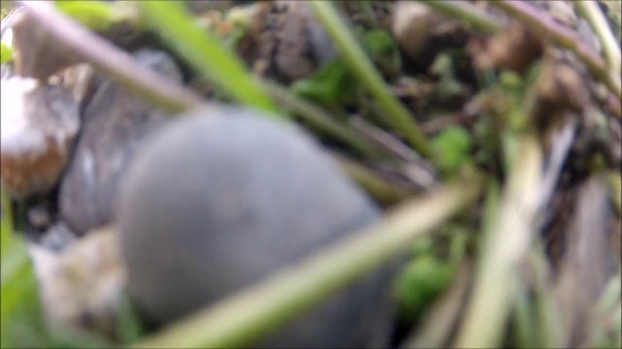 Le Luc avec Pich & Chute