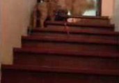 Golden Retriever Teaches Puppy to Use the Stairs