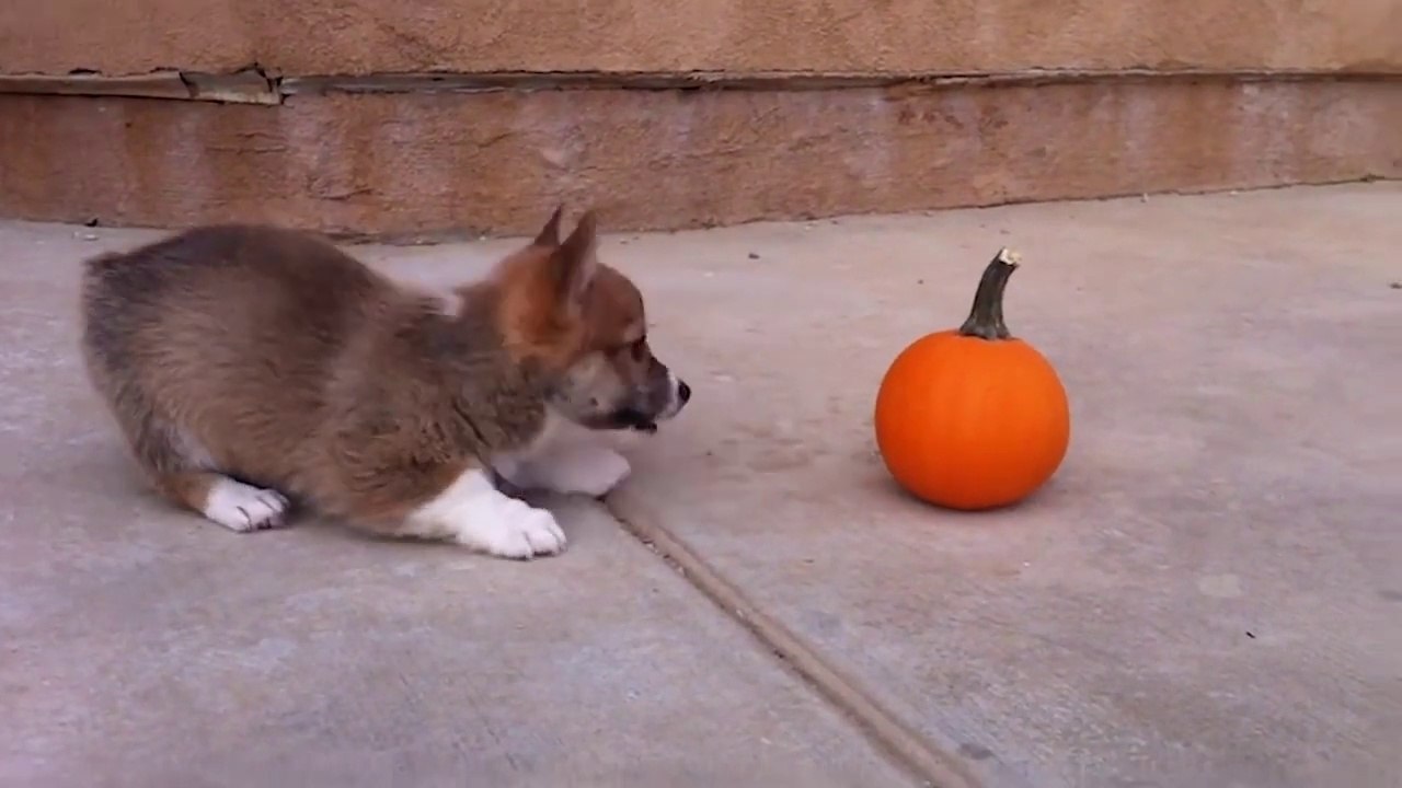 Corgi Puppy Plays With Tiny Pumpkin