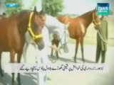 20 horses shifted to Bilawal House Lahore
