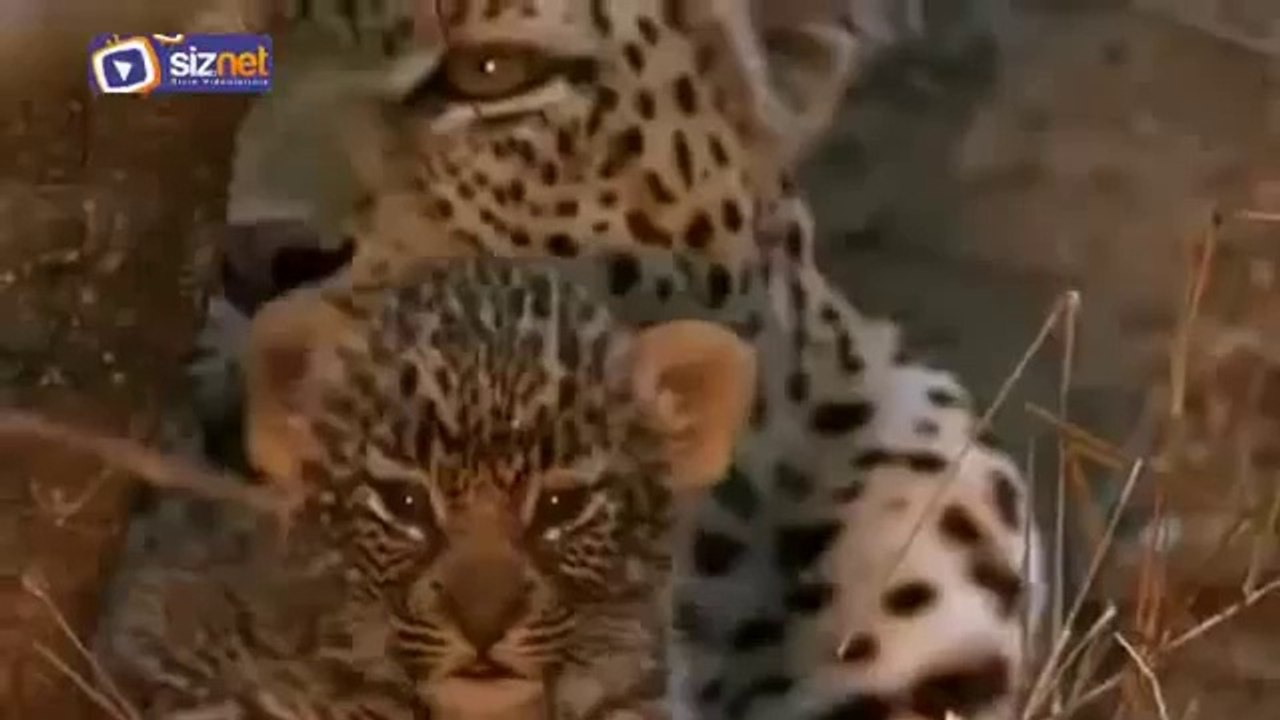 Leopar Yavrusunu Yiyen Pitonla Kapışıyor
