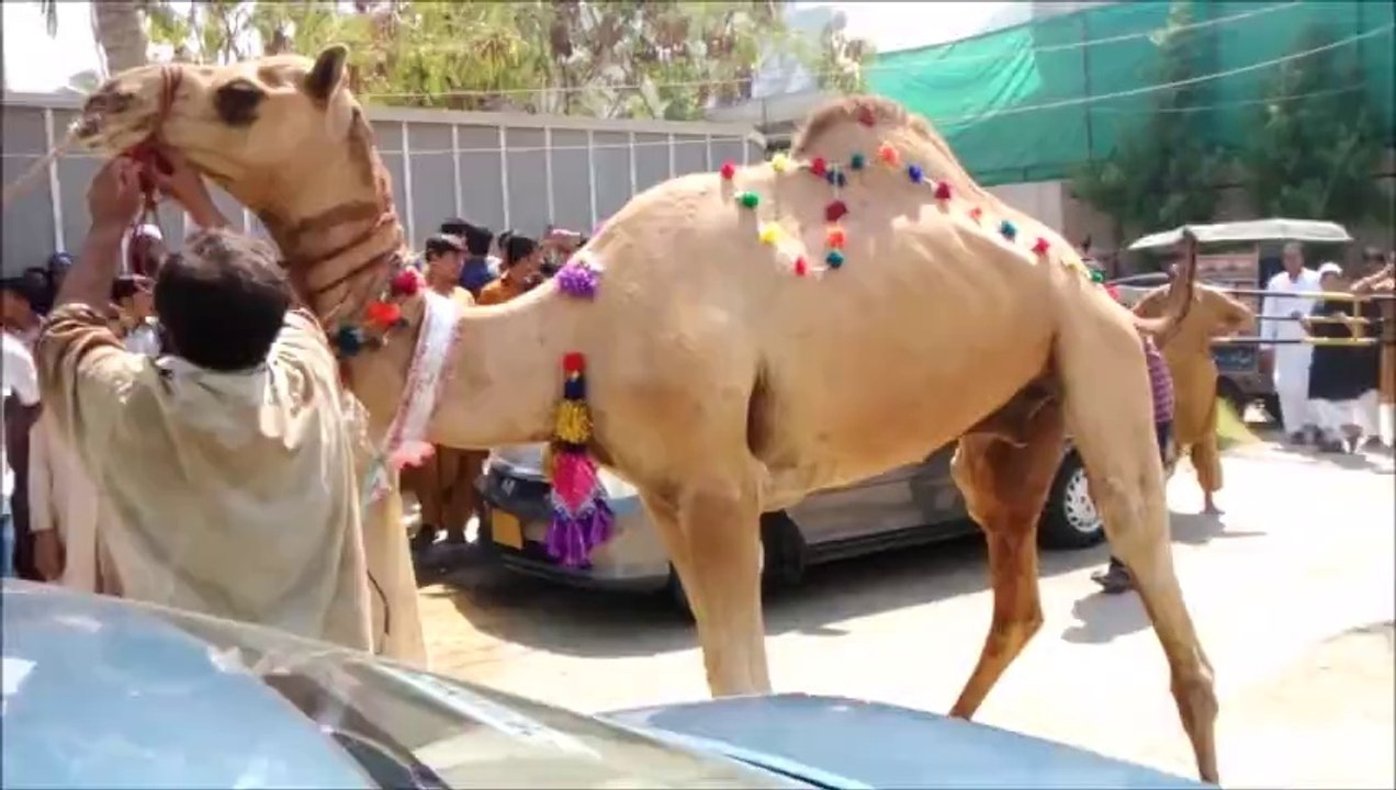 Camel Sacrifice