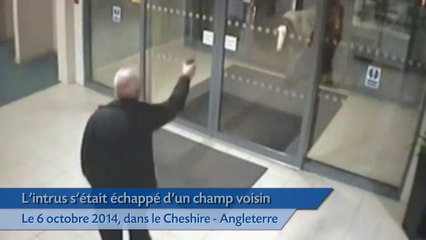 Un poney fait irruption dans un commissariat