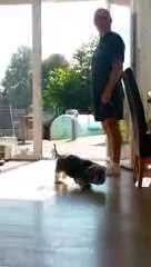 Quand un chien attend devant une porte invisible