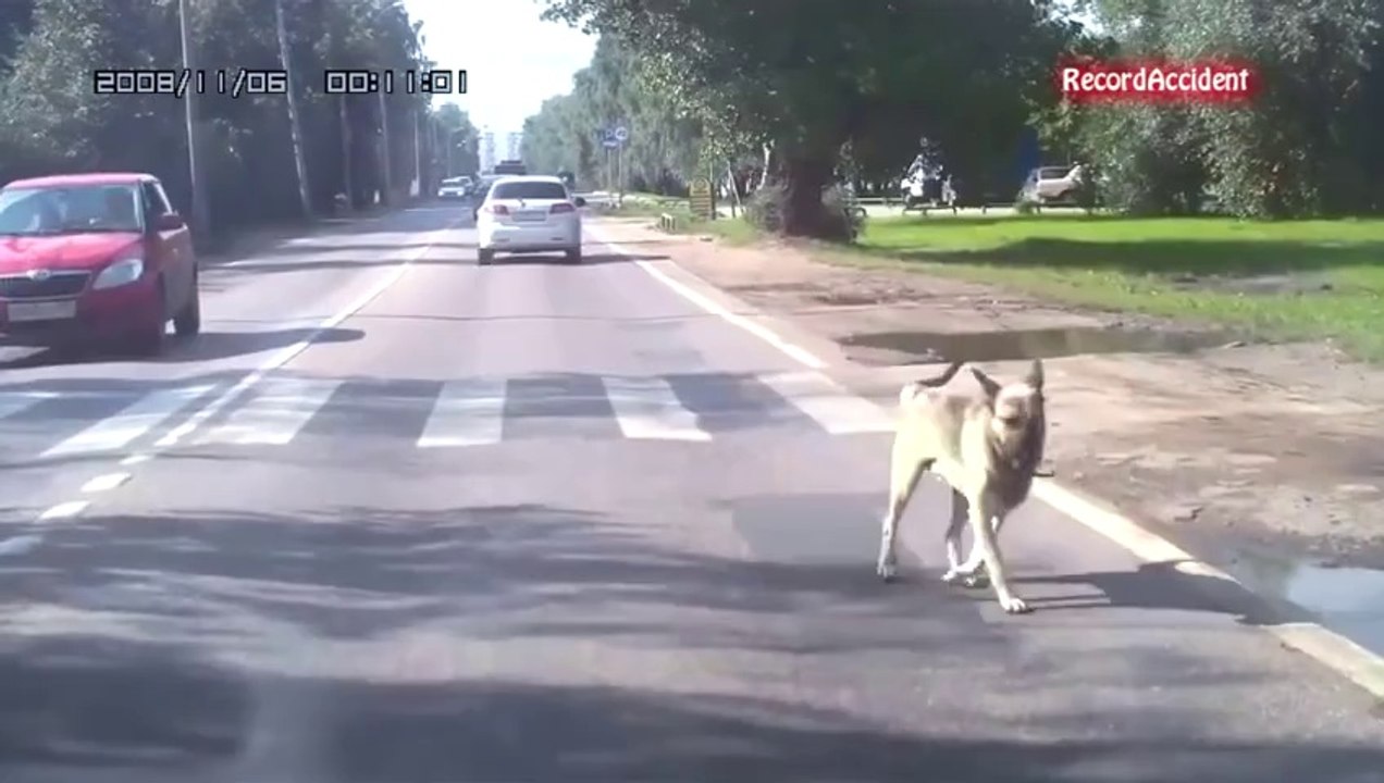 Animals on the Road.