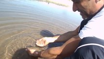 sazan balık salımı