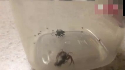 Des araignées en plein combat éclatent et laissent exploser leurs bébés