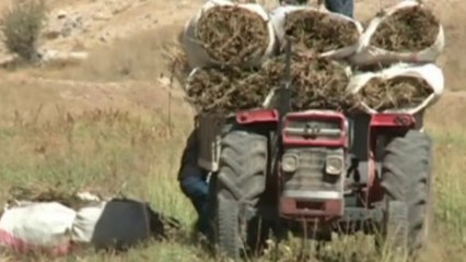 Illegal marijuana plantations thrive in Lebanon