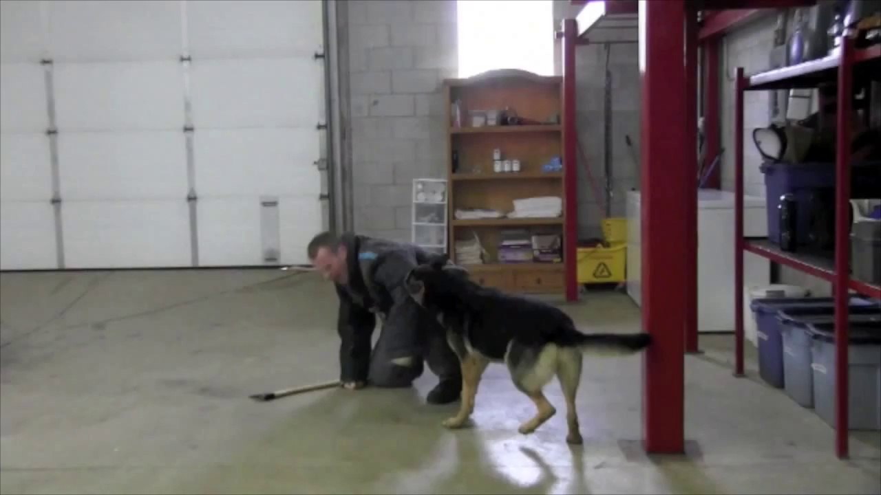 CC PROTECTION DOGS WORKING IN MUZZLE WORK | CCPROTECTIONDOGS.COM