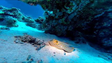 Egypte  Sharm el sheikh 2014