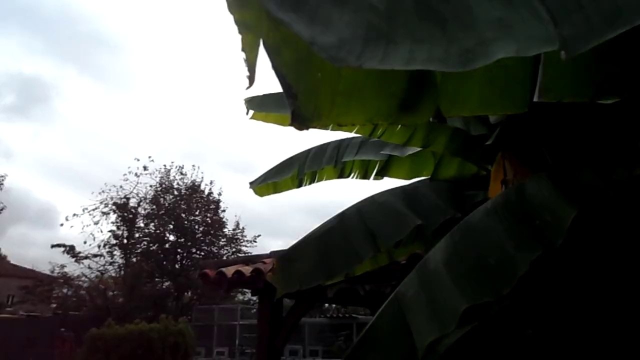 petit ararauna fait une promenade