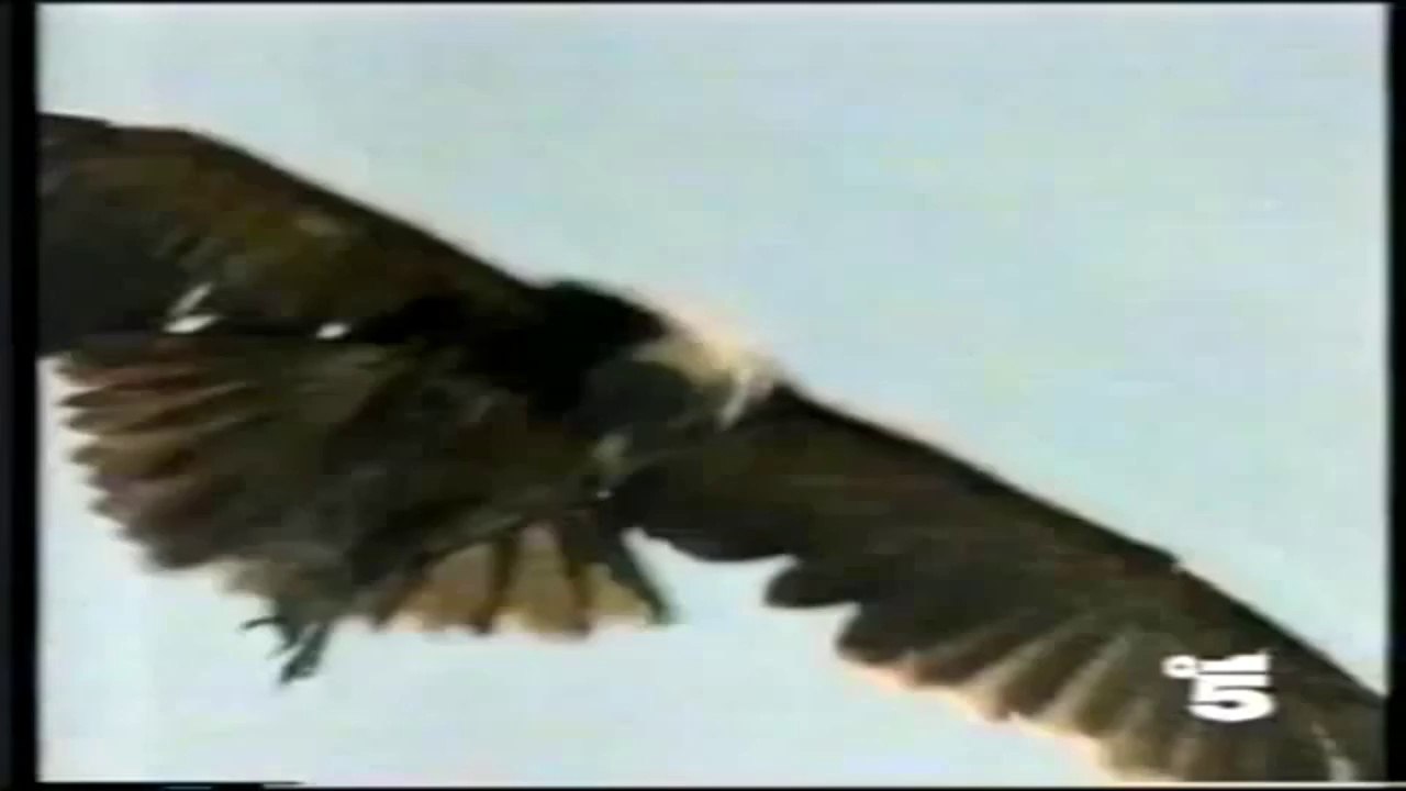 peugeot 306 S16 spot (1994)