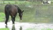 VIDEO. Un cheval cherche de l'herbe sous l'Indre qui déborde