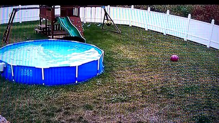 Un ours s'offre une petite pause dans leur piscine !