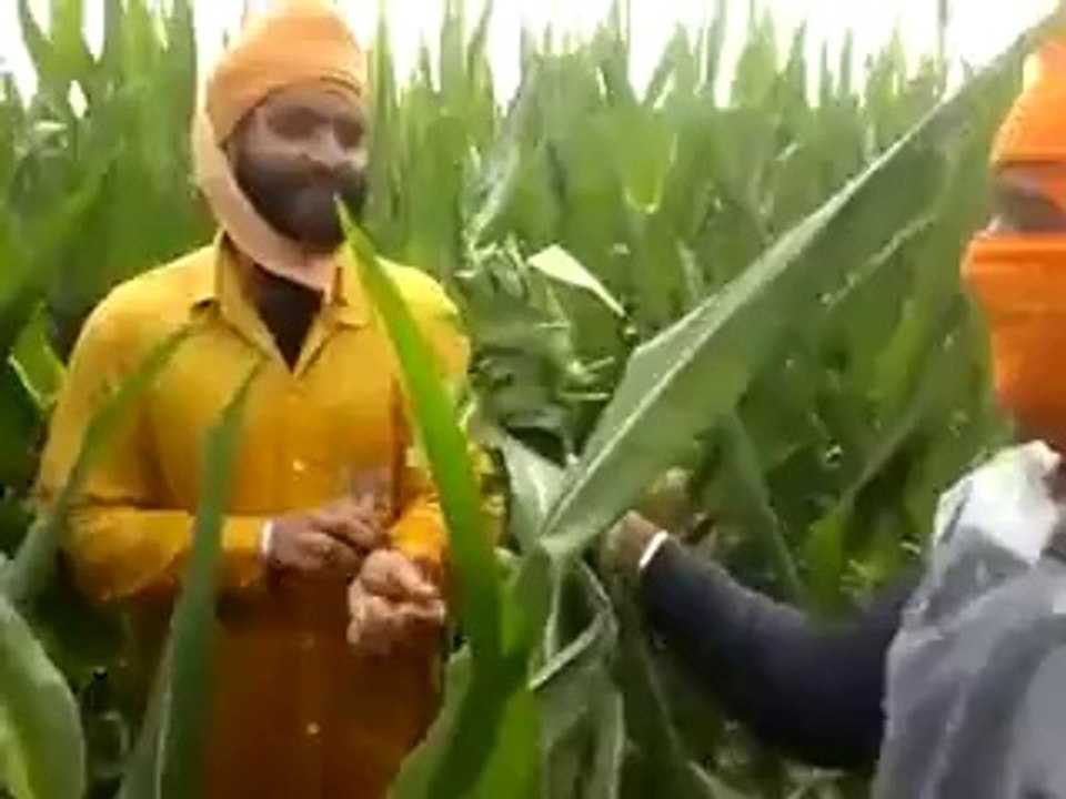 eida hunde bhar kamm