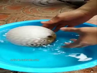 Tehlike Görünce Şişen Balon Balığı
