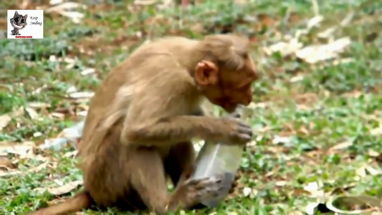BEST OF : Les singes - Des animaux plus que malins
