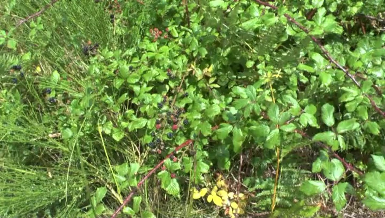 LES VACANCES DE MICHOU W-D.D. ETE 2014 - 13 AOUT 14 -  PROMENADE AVEC THERESE DANS LA FORËT DE SEIGNOSSE - Ed. 27 aout 14.