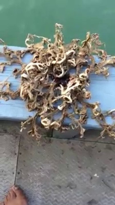 L'étoile de mer la plus bizarre jamais vue : Une ophiure hors de l'eau