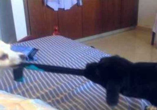 Dog and Puppy Play 'The Sock Game'