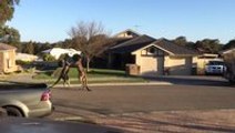 Wild kangaroo street fight