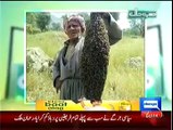 Hasb e Haal 9th October 2014 Full Show on DunyaNews