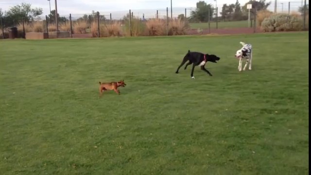 Tiny Dog with TONS of Energy Runs Circles Around Big Dogs