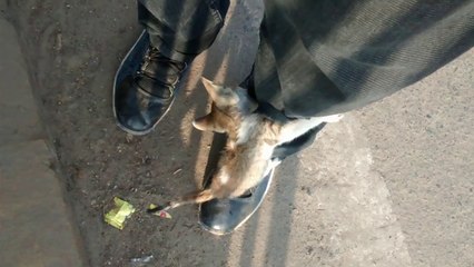 A cute Kitten playing