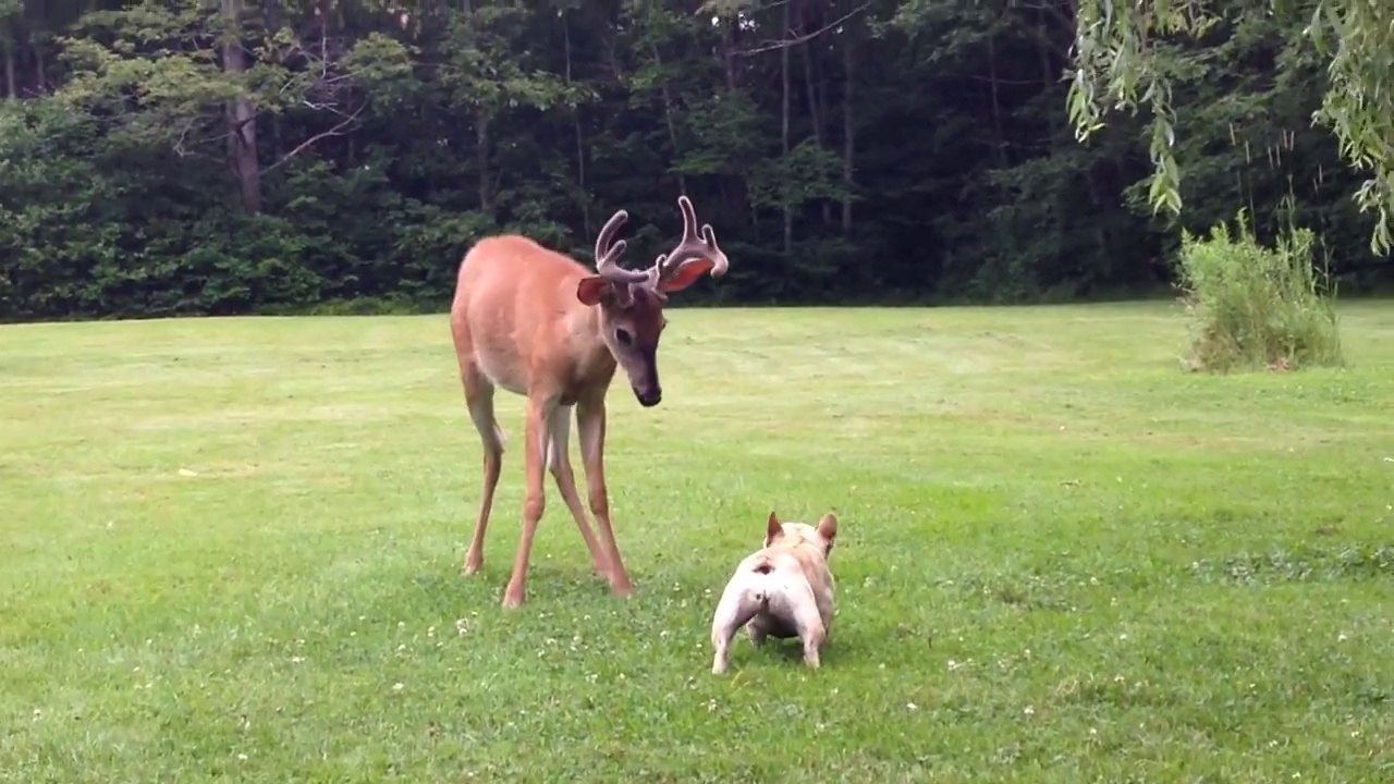 Cute French Bulldog plays with young Buck