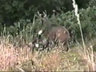 v amazing video must watch  n share