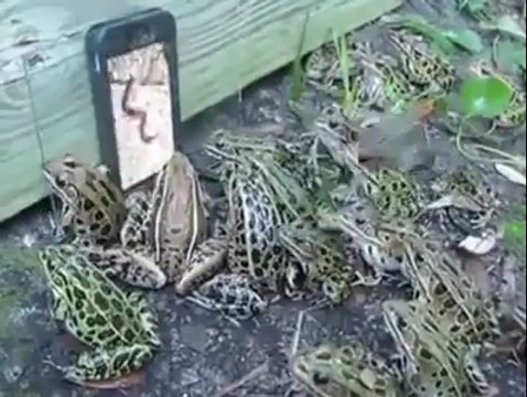 amazing frogs gathering