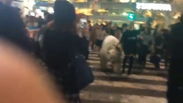 Polar Bear Filmed at Shibuya Scramble Tokyo Japan
