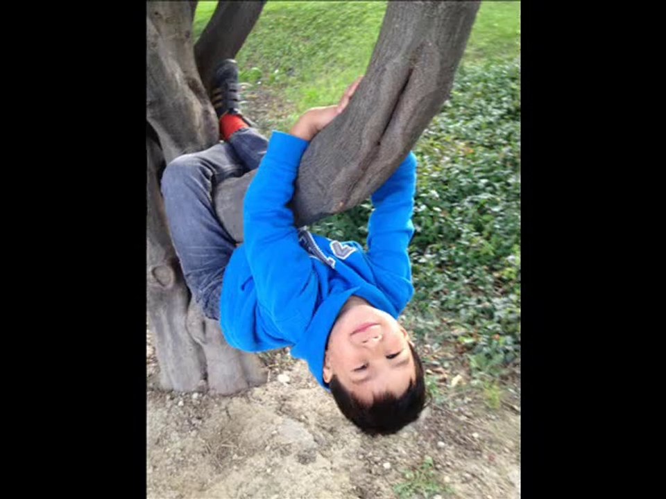 LEE TREE 1