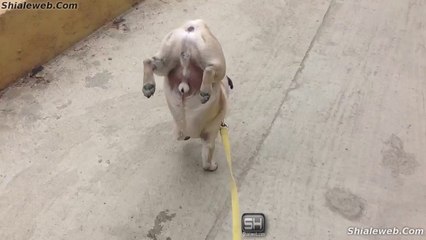 SORPRENDENTE Perro Orina Caminando Y Parado En 2 Patas