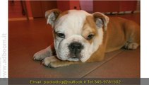 MILANO,    CUCCIOLI DI BULLDOG INGLESE