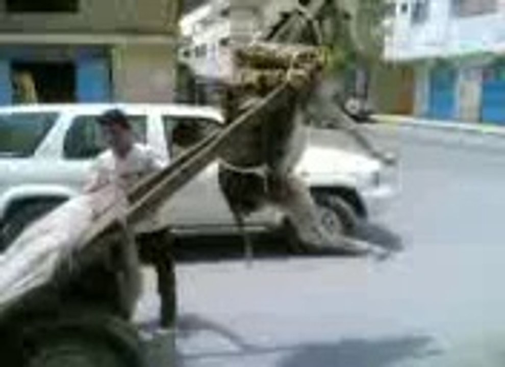 Sindhi Funny Video - DONKEY
