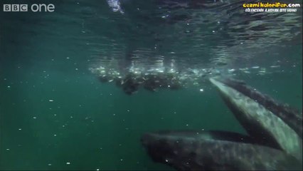 Martılar Balık Avlerken Bir Anda Gelip Karizmasını Konuşturan Balina