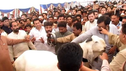 288kg Bakra Pakistan's Heavy weight bAKRA champ