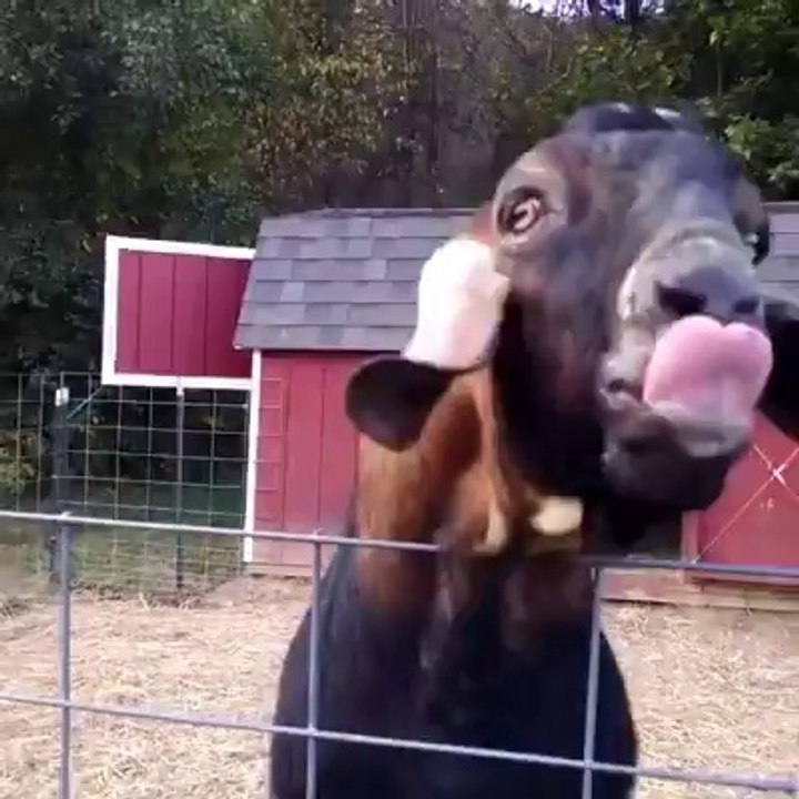 funny bakra..........
