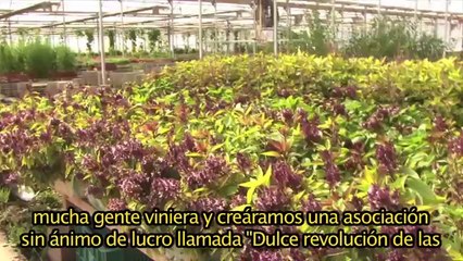 stevia vs aspartamo - edulcorantes vs cancer