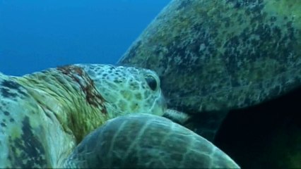 حقيقة ذوات الدم البارد الحلقه الخامسه الـعمالقه الـمدرعـون BBC