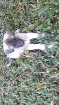 ALTIN KANGAL ASLANLARI 0536 311 0419