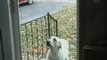 Dumbest Dog stuck in front off an open door