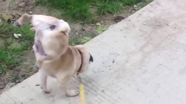 Cute Carlin pug walking on his front legs