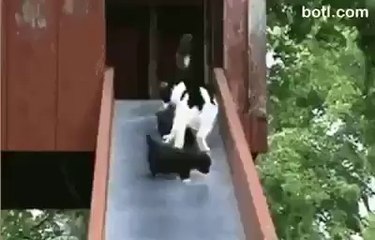 Afacan Kedi yavruları Kay Kayda Anne kediyi böyle yoruyor